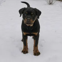 Greta, a female Rottweiler for sale in Industry, IL – Photo 5 of 10