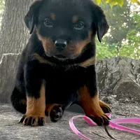Greta, a female Rottweiler for sale in Industry, IL – Photo 7 of 10