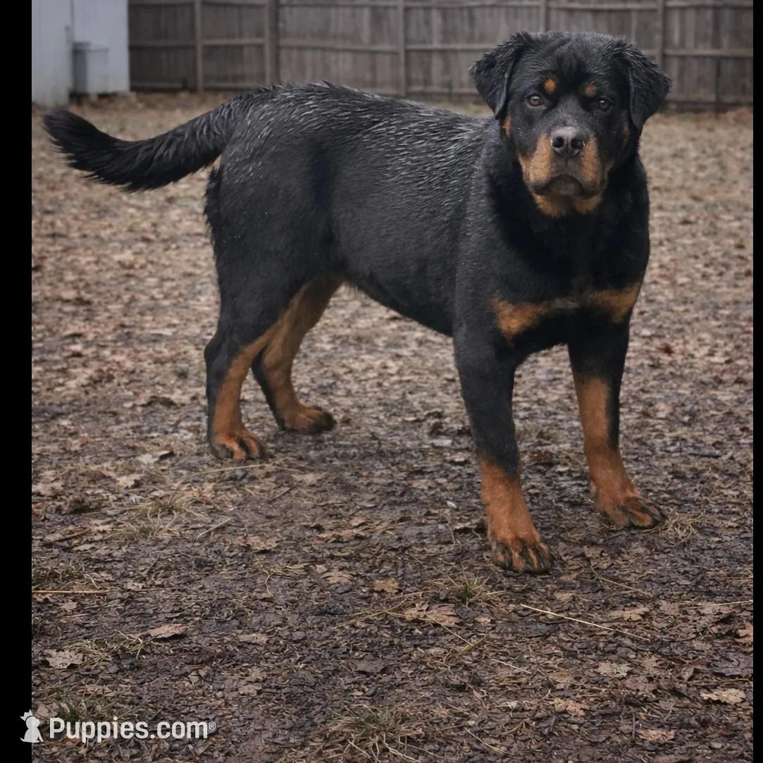 Greta – Rottweiler puppy for sale in Industry, IL
