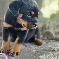 Greta, a female Rottweiler for sale in Industry, IL – Photo 9 of 10