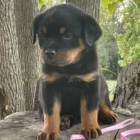Greta, a female Rottweiler for sale in Industry, IL – Photo 10 of 10