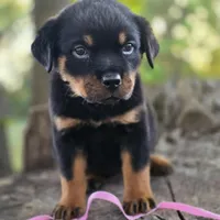 Greta, a female Rottweiler for sale in Industry, IL – Photo 8 of 10