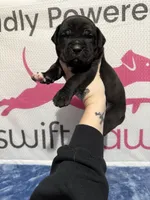 Red Collar, a male Cane Corso for sale in Industry, IL – Photo 1 of 4