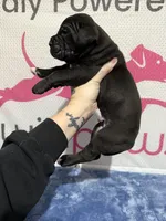 Red Collar, a male Cane Corso for sale in Industry, IL – Photo 2 of 4