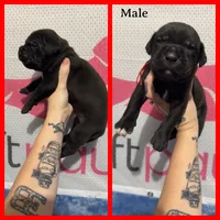 Red Collar, a male Cane Corso for sale in Industry, IL – Photo 3 of 4