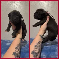 Red Collar, a male Cane Corso for sale in Industry, IL – Photo 4 of 4