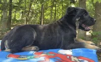 Dewey Riley, a male Cane Corso for sale in Industry, IL – 5 of 10