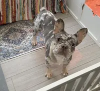 North, a female French Bulldog for sale in Industry, IL – Photo 2 of 2