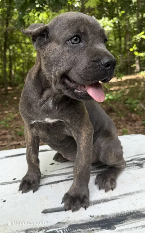 Stu Macher – Cane Corso puppy for sale in Industry, IL