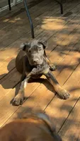 Dewey Riley, a male Cane Corso for sale in Industry, IL – 3 of 10