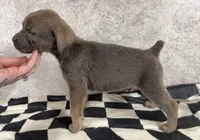 Billy Loomis, a male Cane Corso for sale in Industry, IL – 3 of 5