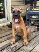 Sidney Prescott , a female Cane Corso for sale in Industry, IL – 4 of 6