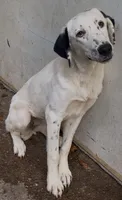 Marie, a female Kangal Dog and Central Asian Shepherd for sale in Industry, IL – 2 of 6