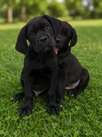 Apollo, a male Cane Corso for sale in Industry, IL – 2 of 5