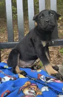 Dewey Riley, a male Cane Corso for sale in Industry, IL – 1 of 2