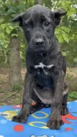Tatum Riley, a female Cane Corso for sale in Industry, IL – 2 of 5