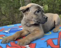 Billy Loomis, a male Cane Corso for sale in Industry, IL – 2 of 5