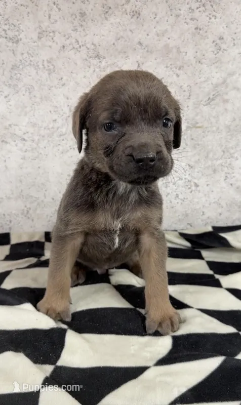 Billy Loomis – Cane Corso puppy for sale in Industry, IL