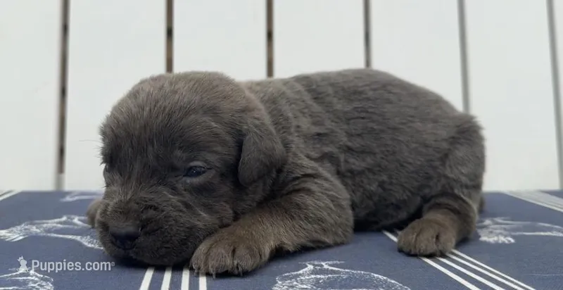 Billy Loomis – Cane Corso puppy for sale in Industry, IL