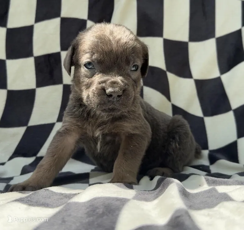 Billy Loomis – Cane Corso puppy for sale in Industry, IL