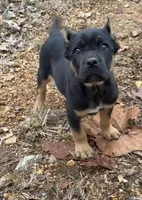 Hulu, a male Cane Corso for sale in Industry, IL – Photo 3 of 3