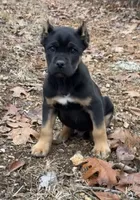 Hulu, a male Cane Corso for sale in Industry, IL – Photo 2 of 3