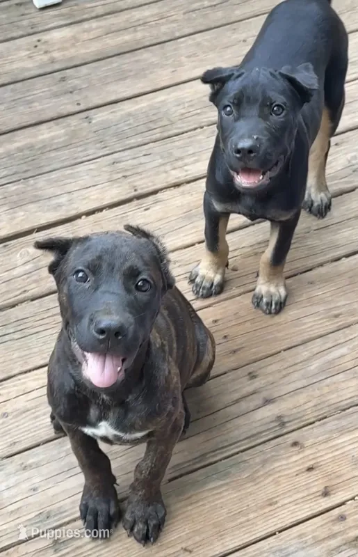 Tatum Riley – Cane Corso puppy for sale in Industry, IL