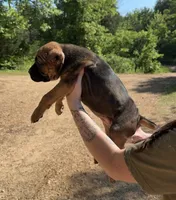 Sidney Prescott, a female Cane Corso for sale in Industry, IL – 4 of 9