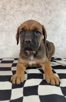 Sidney Prescott, a female Cane Corso for sale in Industry, IL – 3 of 9