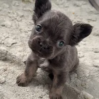 Joyce, a female French Bulldog for sale in Industry, IL – Photo 4 of 8