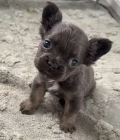 Joyce, a female French Bulldog for sale in Industry, IL – Photo 4 of 7