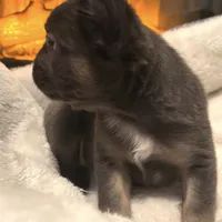 Joyce, a female French Bulldog for sale in Industry, IL – Photo 6 of 8