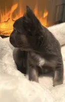 Joyce, a female French Bulldog for sale in Industry, IL – Photo 3 of 7