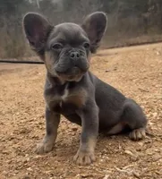 Joyce, a female French Bulldog for sale in Industry, IL – Photo 1 of 8
