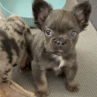 Joyce, a female French Bulldog for sale in Industry, IL – Photo 2 of 8