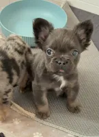 Joyce, a female French Bulldog for sale in Industry, IL – Photo 5 of 7