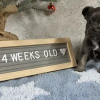 Joyce, a female French Bulldog for sale in Industry, IL – Photo 8 of 8