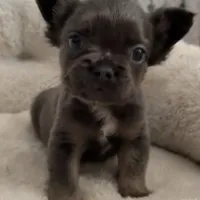 Joyce, a female French Bulldog for sale in Industry, IL – Photo 7 of 8