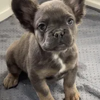 Joyce, a female French Bulldog for sale in Industry, IL – Photo 3 of 8