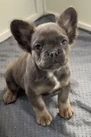 Joyce, a female French Bulldog for sale in Industry, IL – Photo 1 of 7