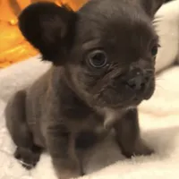 Joyce, a female French Bulldog for sale in Industry, IL – Photo 5 of 8