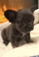 Joyce, a female French Bulldog for sale in Industry, IL – Photo 2 of 7