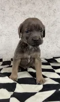 Billy Loomis, a male Cane Corso for sale in Industry, IL – 4 of 5