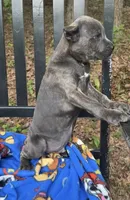 Stu Macher, a male Cane Corso for sale in Industry, IL – 2 of 2