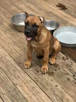 Sidney Prescott , a female Cane Corso for sale in Industry, IL – 6 of 6