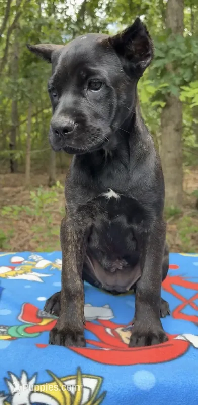 Gale Weathers – Cane Corso puppy for sale in Industry, IL
