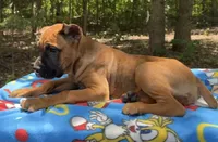 Sidney Prescott, a female Cane Corso for sale in Industry, IL – 2 of 9