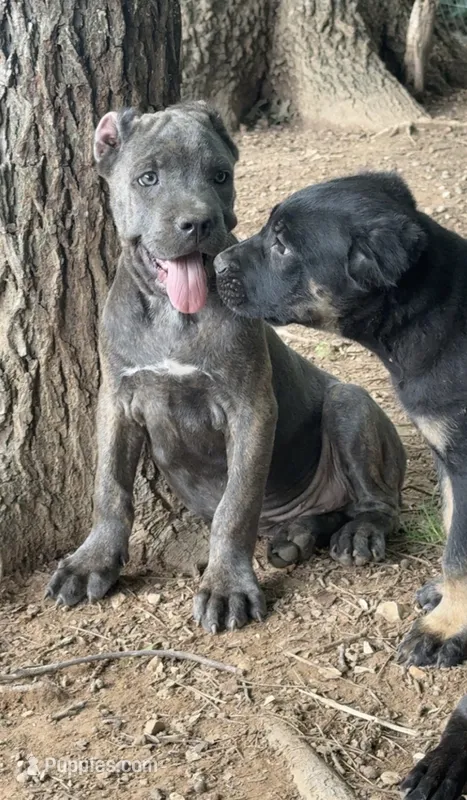 Stu Macher – Cane Corso puppy for sale in Industry, IL