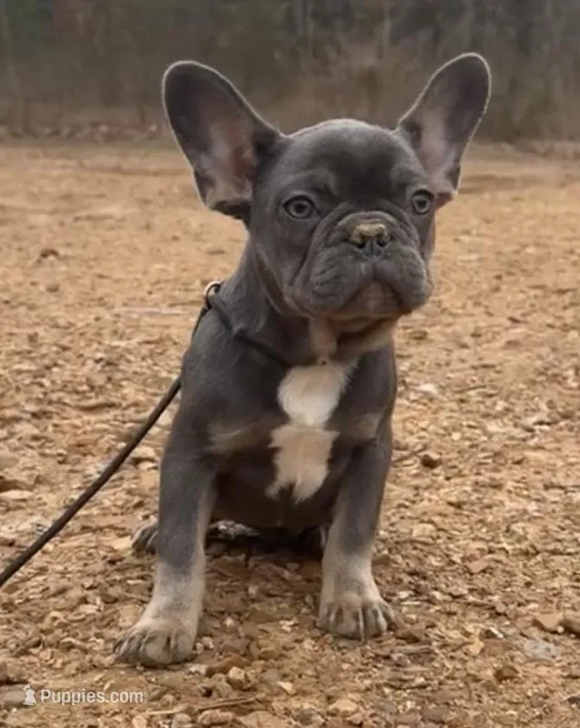 Evie – French Bulldog puppy for sale in Industry, IL