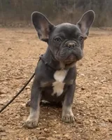 Evie, a female French Bulldog for sale in Industry, IL – Photo 1 of 2